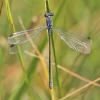 IMG_1272 Lestes macrostigma female